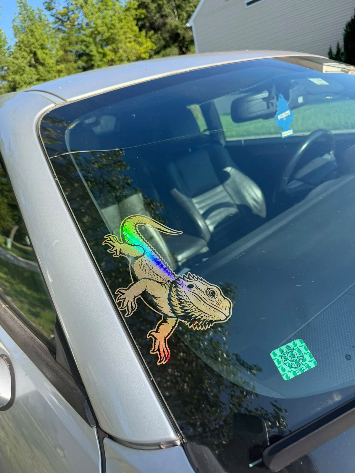 Bearded Dragon