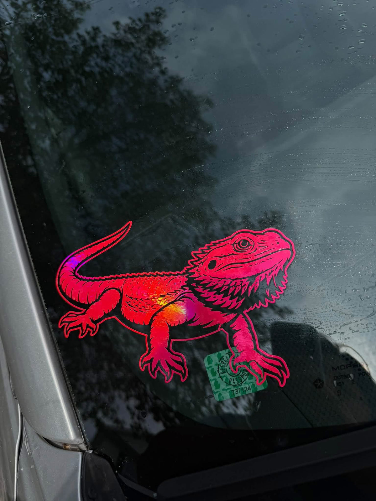 Bearded Dragon